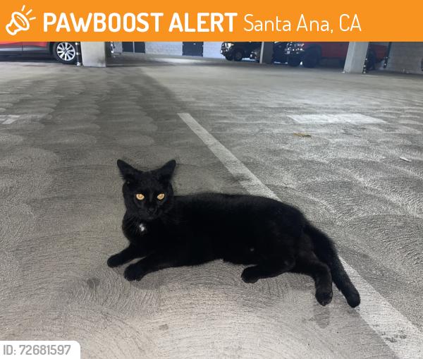 Found/Stray Male Cat last seen First point apmt complex grge , Santa Ana, CA 92701