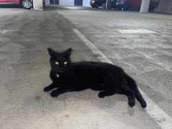 Found/Stray Male Cat last seen First point apmt complex grge , Santa Ana, CA 92701