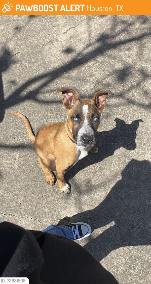 Found/Stray Female Dog last seen gulfgate , Houston, TX 77087