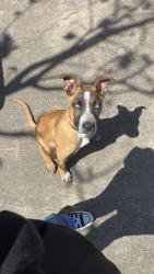 Found/Stray Female Dog last seen gulfgate , Houston, TX 77087