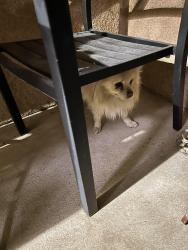 Lost Male Dog last seen Chesterfield and Binford ave, Adelanto, CA 92301