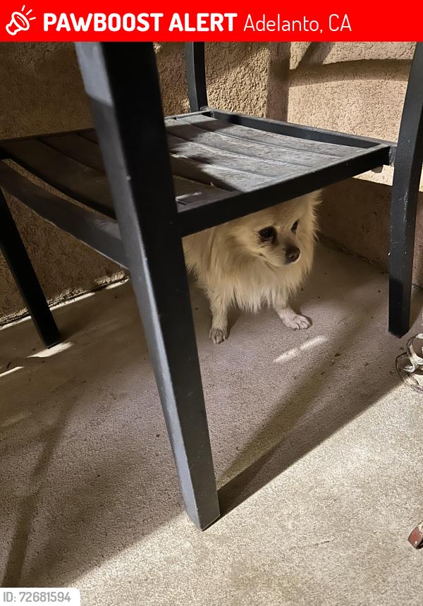 Lost Male Dog last seen Chesterfield and Binford ave, Adelanto, CA 92301