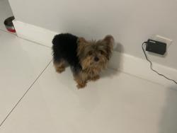 Lost Male Dog last seen Beauty Exchange beauty supply , Lauderdale Lakes, FL 33309