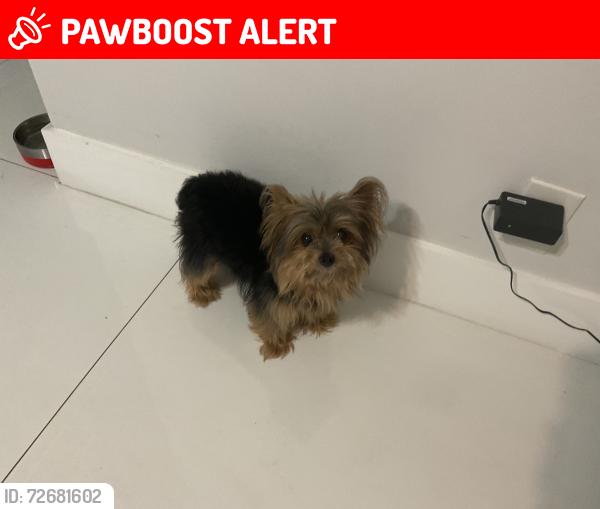 Lost Male Dog last seen Beauty Exchange beauty supply , Lauderdale Lakes, FL 33309