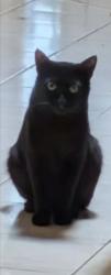 Found/Stray Unknown Cat last seen Somerset & Montara Largo Fl, Largo, FL 33773