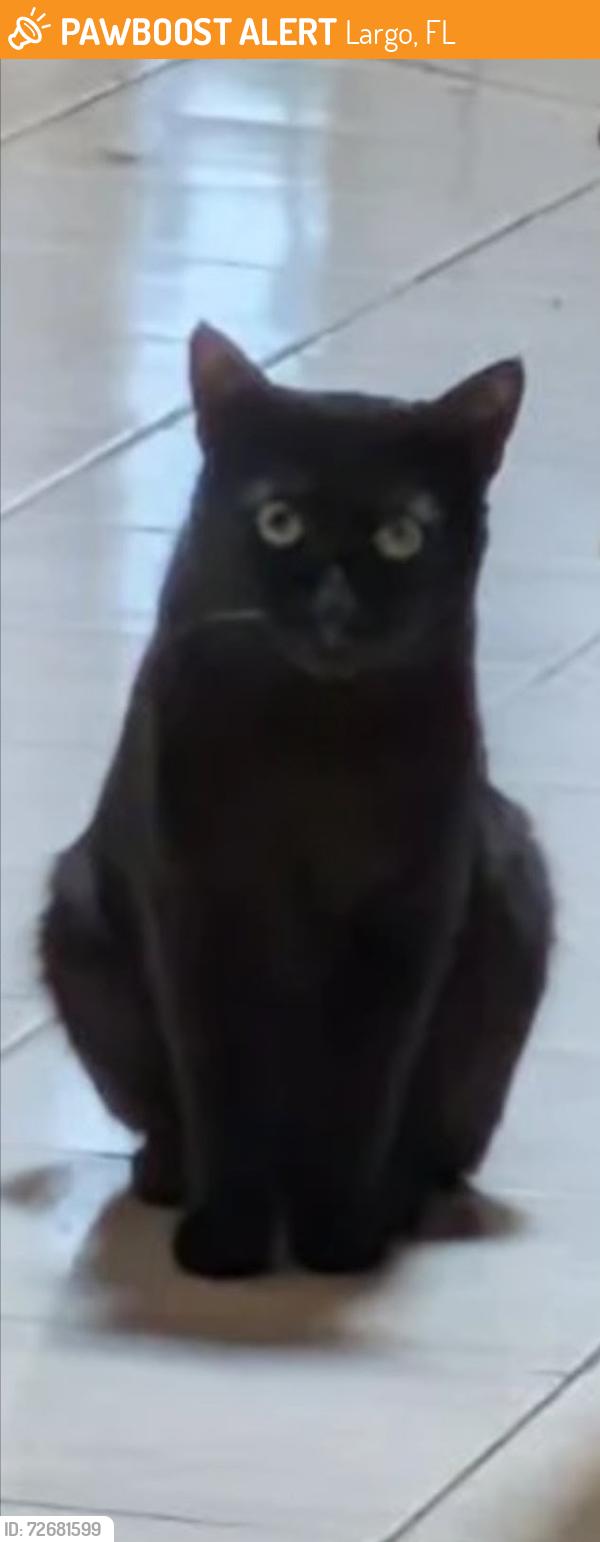 Found/Stray Unknown Cat last seen Somerset & Montara Largo Fl, Largo, FL 33773
