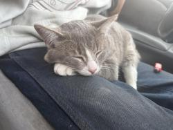 Lost Male Cat last seen Albertsons , Nampa, ID 83651