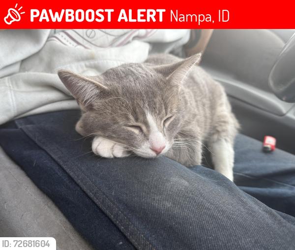 Lost Male Cat last seen Albertsons , Nampa, ID 83651