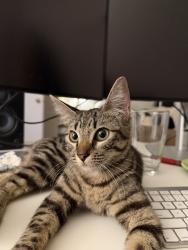 Lost Female Cat last seen Westgate, Los Angeles, CA 90049