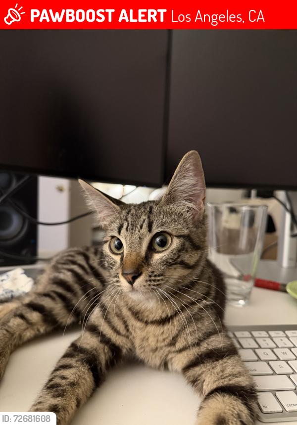 Lost Female Cat last seen Westgate, Los Angeles, CA 90049