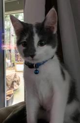 Lost Female Cat last seen St Thomas Becket Roman Church , Veneta, OR 97487