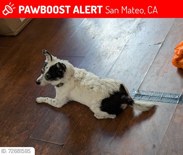 Lost Male Dog last seen 20th Ave and  alameda, San Mateo, CA 94403