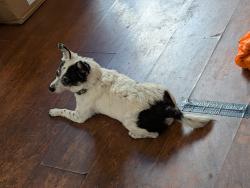 Lost Male Dog last seen 20th Ave and  alameda, San Mateo, CA 94403