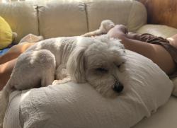 Lost Male Dog last seen euclid & hazard , Garden Grove, CA 92843