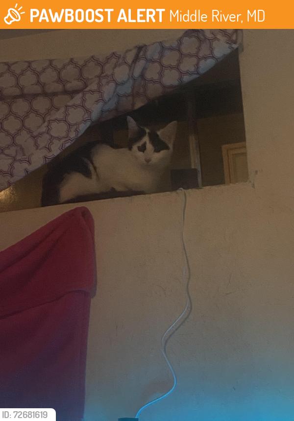 Found/Stray Female Cat last seen Bowleys quarters rd, Middle River, MD 21220
