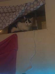 Found/Stray Female Cat last seen Bowleys quarters rd, Middle River, MD 21220