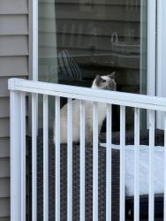 Found/Stray Unknown Cat last seen Liatrus Lane & Charlson (near Flying Cloud Drive) Behind Flying Cloud Airport, Eden Prairie, MN 55347