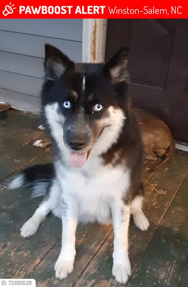 Lost Female Dog last seen Near NE 22nd st, Winston-Salem, NC 27105
