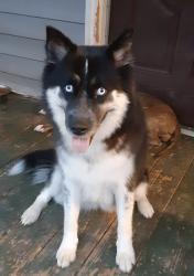Lost Female Dog last seen Near NE 22nd st, Winston-Salem, NC 27105