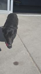Found/Stray Female Dog last seen Pick your park (auto wreckage ), Oklahoma City, OK 73128