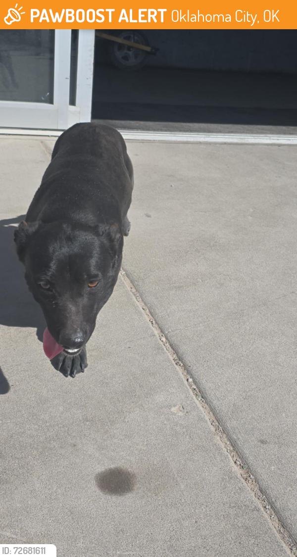 Found/Stray Female Dog last seen Pick your park (auto wreckage ), Oklahoma City, OK 73128