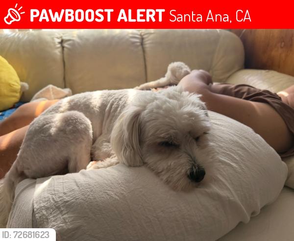 Lost Male Dog last seen Euclid and hazard, Santa Ana, CA 92703
