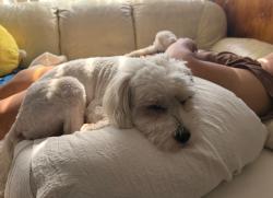 Lost Male Dog last seen Euclid and hazard, Santa Ana, CA 92703