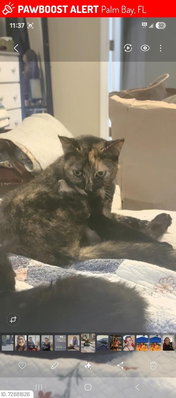 Lost Female Cat last seen Egret and florida, Palm Bay, FL 32908
