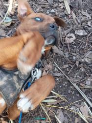 Lost Male Dog last seen Oil mill rd, Piedmont, SC 29673