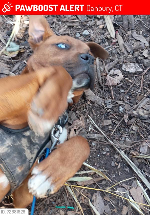 Lost Male Dog last seen Oil mill rd, Piedmont, SC 29673