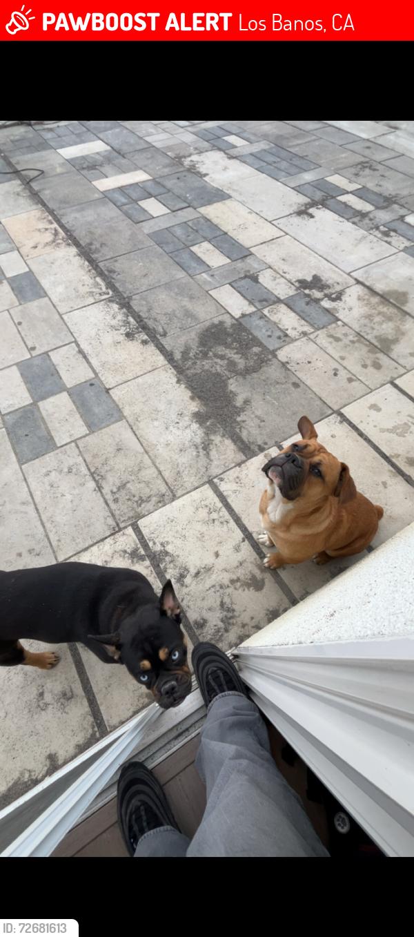 Lost Male Dog last seen Citrus ave, Los Banos, CA 93635