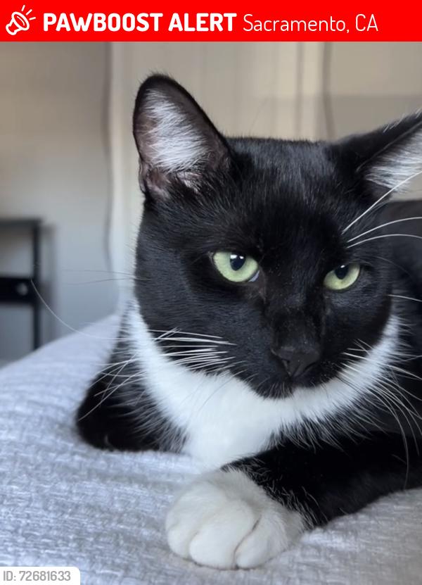 Lost Male Cat last seen Near Duckhorn Drive , Sacramento, CA 95834