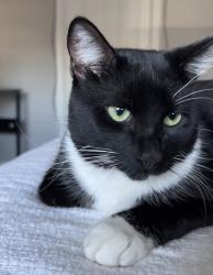 Lost Male Cat last seen Near Duckhorn Drive , Sacramento, CA 95834