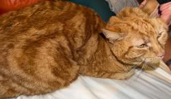 Found/Stray Unknown Cat last seen Overlook and Breckenridge, Riverside, CA 92506