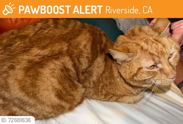 Found/Stray Unknown Cat last seen Overlook and Breckenridge, Riverside, CA 92506