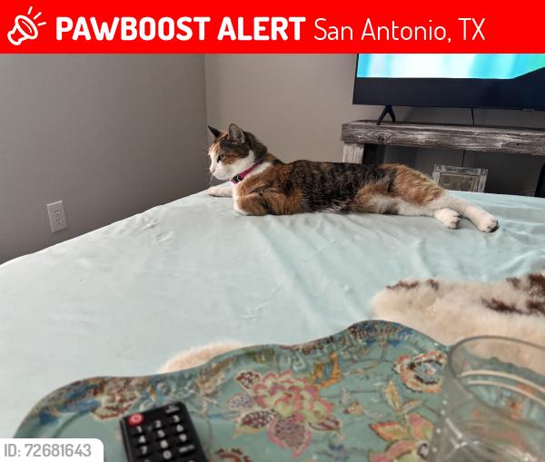 Lost Female Cat last seen Huebner rd, San Antonio, TX 78230