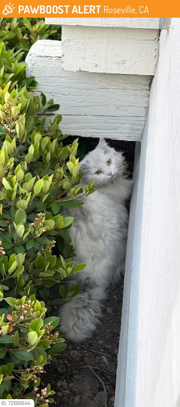 Found/Stray Unknown Cat last seen Sierra College & Olympus, Roseville, CA 95661