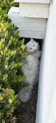 Found/Stray Unknown Cat last seen Sierra College & Olympus, Roseville, CA 95661