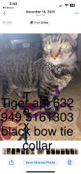 Lost Male Cat last seen Taft and Roosevelt , Irvine, CA 92620