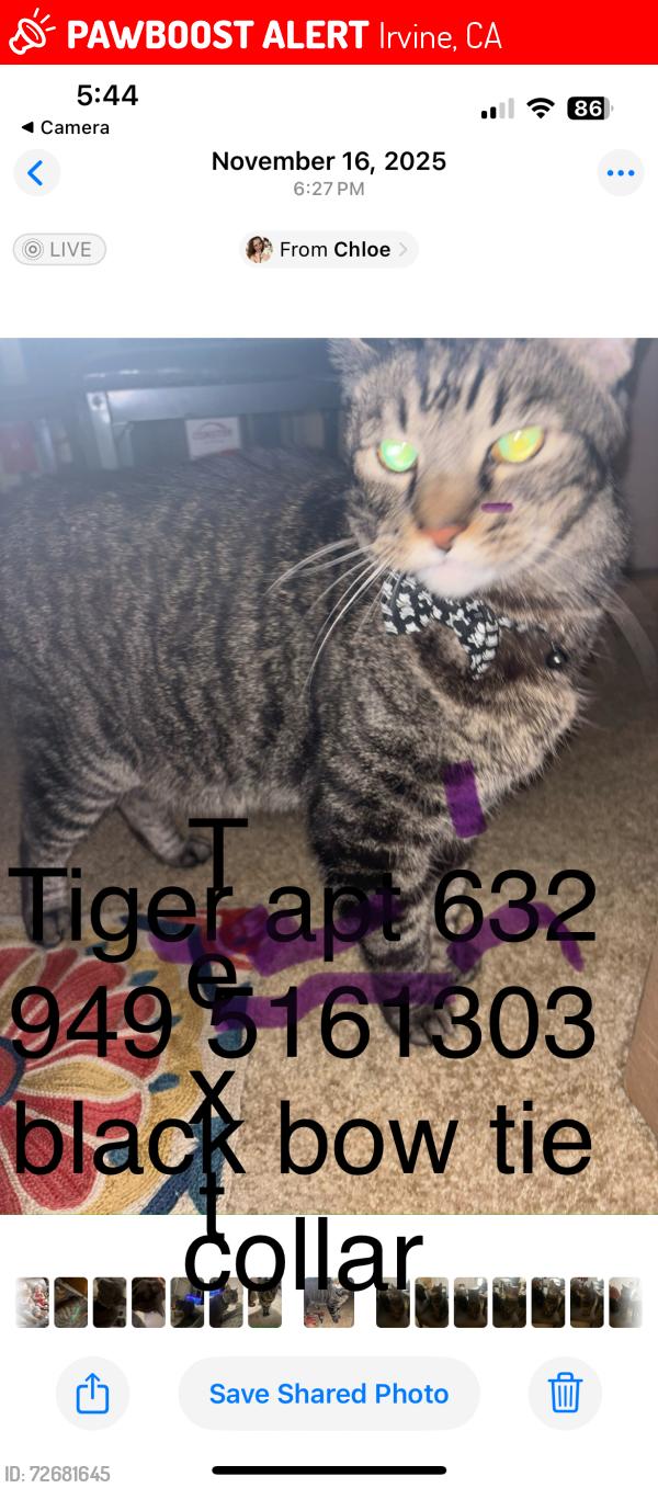 Lost Male Cat last seen Taft and Roosevelt , Irvine, CA 92620