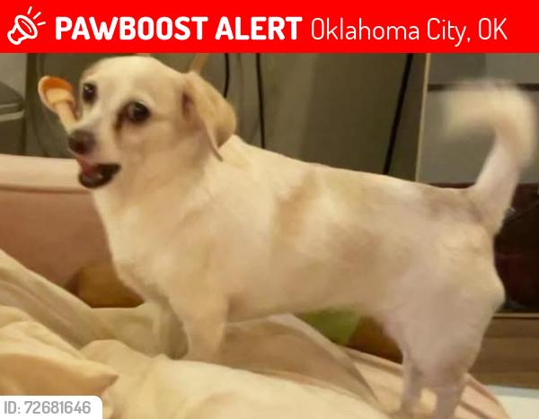 Lost Unknown Dog last seen Chisholm Pointe, Oklahoma City, OK 73120