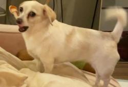 Lost Unknown Dog last seen Chisholm Pointe, Oklahoma City, OK 73120