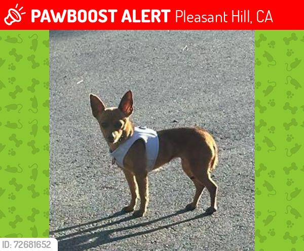 Lost Female Dog last seen Maricopa ct, Pleasant Hill, CA 94523