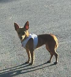 Lost Female Dog last seen Maricopa ct, Pleasant Hill, CA 94523