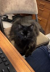 Lost Male Cat last seen Evergreen Way SE & Bennett Ave SE, Auburn, WA 98092