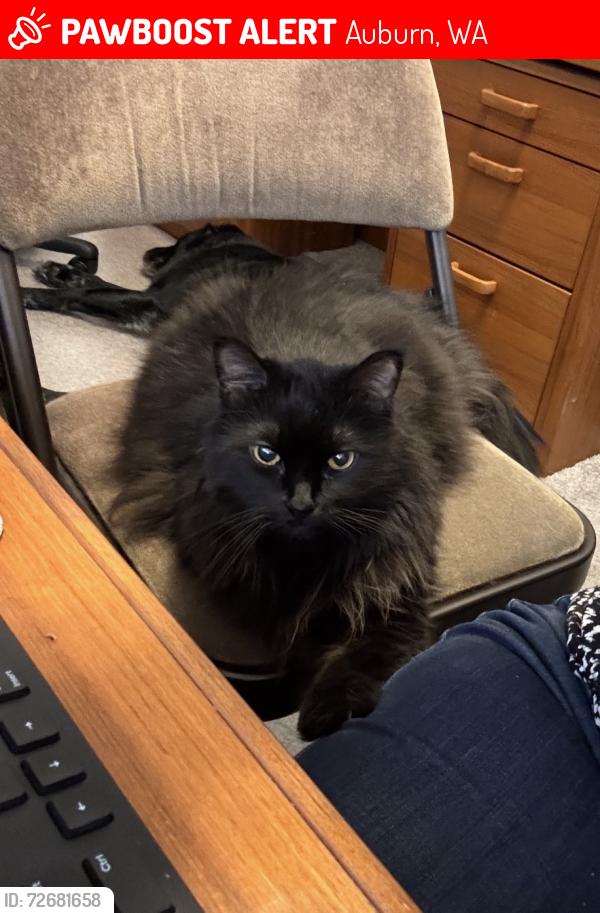 Lost Male Cat last seen Evergreen Way SE & Bennett Ave SE, Auburn, WA 98092