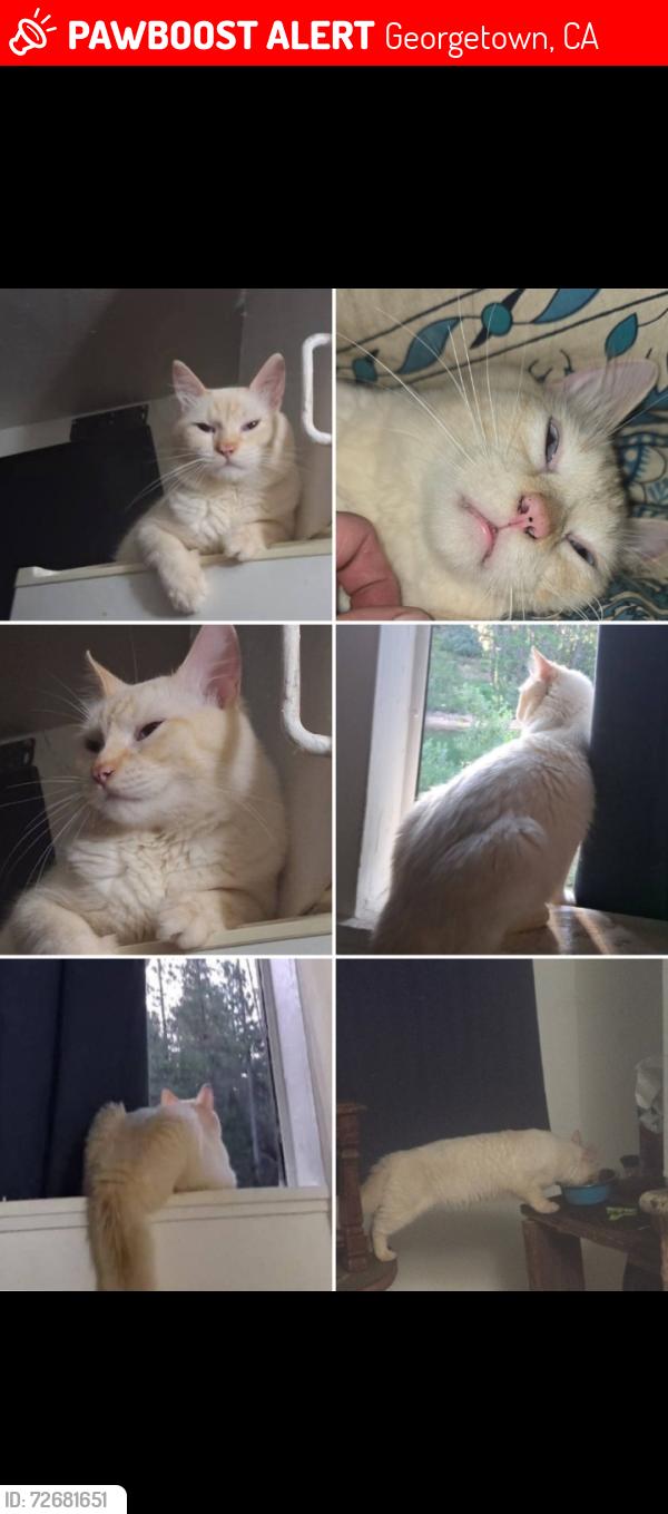Lost Male Cat last seen School St, Georgetown, CA 95634