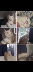 Lost Male Cat last seen School St, Georgetown, CA 95634