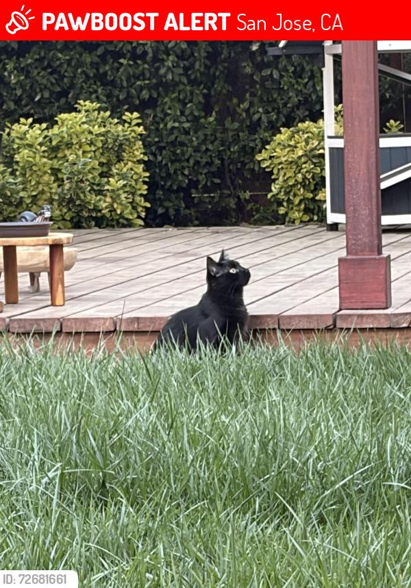Lost Male Cat last seen Redcliff dr, San Jose, CA 95118