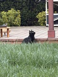 Lost Male Cat last seen Redcliff dr, San Jose, CA 95118